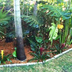 Negocio Clean Cut Yard Services L.l.c