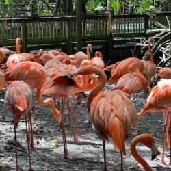 Negocio Jungle Island