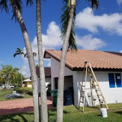 Negocio Kannolog Llc