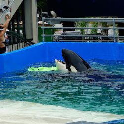 Negocio Miami Seaquarium