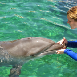 Negocio Miami Swim With Dolphin Tours