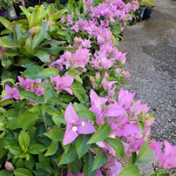 Negocio My Family Garden & Nursery