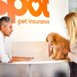 Negocio Spot Pet Insurance