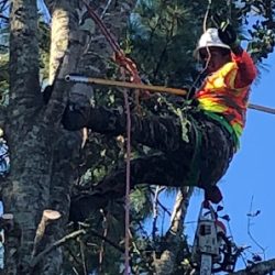 Negocio Tree Services El Tiburon