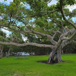 Negocio West Matheson Hammock Park